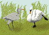 Swans And Heron Fridge Magnet