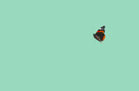 Red Admiral II