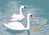 Swans And Fish Fridge Magnet