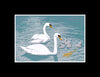 Swans And Fish Fridge Magnet